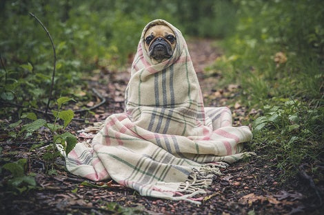 20 Ways To Make Sure Your Dogs Stay Warm During Winter Months