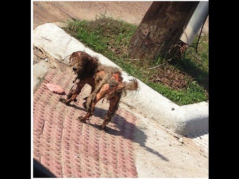 Pumpkin The Dog Was Found In Terrible Shape, But What Happened Next Is Amazing!