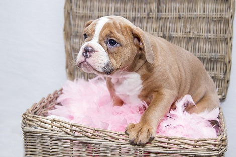 Here's What You Should Not Feed Your Dog During Holidays