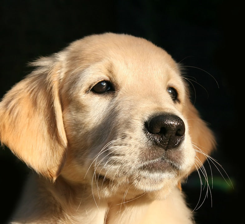 Thinking About Adopting A Puppy? Here Are The Pros And Cons To Consider