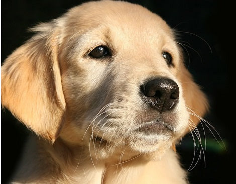 5 Reasons You Should Adopt A Shelter Dog