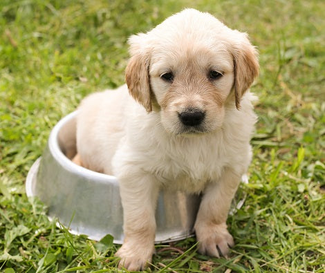 10 Easy Ways To Detect Puppy Scams