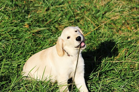 Here's How You Can Protect Your Pup From Diabetes