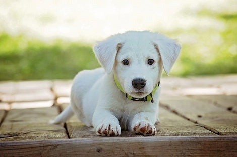 If You Give This To Your Pups You Can Help Them Prevent Skin Allergies
