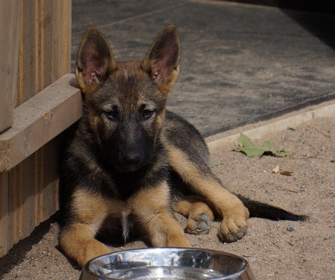 Find Out Why Dogs Get Stolen And How Can You Protect Them