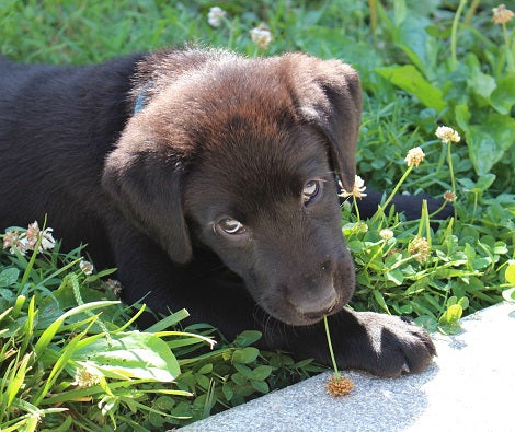 Here Are 5 Herbs That Are Extremely Helpful For Your Dogs