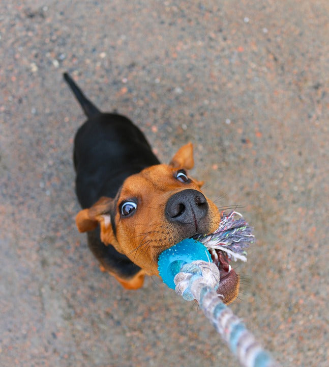 Why You Need to Reconsider Playing Tug-Of-War Games with Your Dog