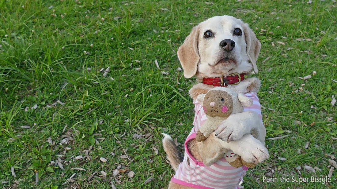 Purin The Super Beagle Plays Dead In Various Ways! #SoAdorableAndCute!