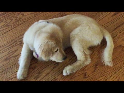 Quorra The 16 Week Old Golden Retriever Is On A Mission - Catch That Tail!