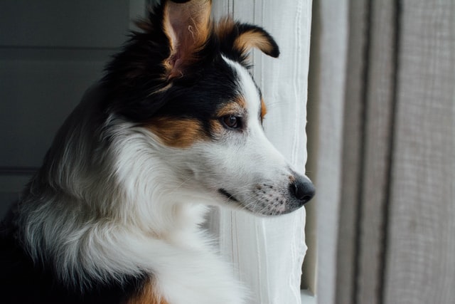 5 Dog Breeds That Often Experience Separation Anxiety