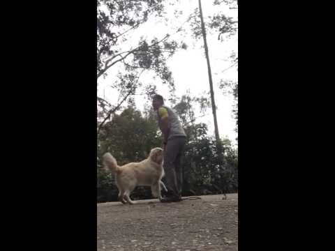 Ralph The Golden Retriever Trains In The Middle Of Greenery! Beautiful!