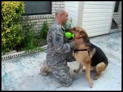 Ranger The German Shepherd Is The Happiest Dog Today! When You Find Out Why You'll Agree!