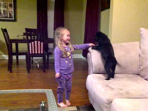 Rapunzel Is A Black Labrador. When She Sees Her Tiny Human, She Can't Contain Herself!