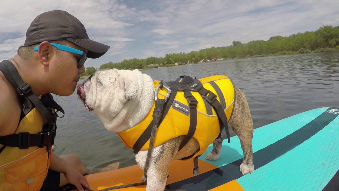 Remy The English Bulldog Has An Awesome Time Paddle Boarding With His Person!