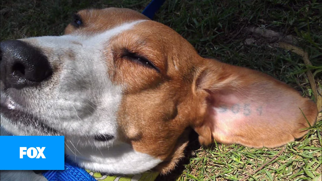 Rescued Beagles Walking On The Grass For The First Time Is The Best Thing You'll Watch Today!