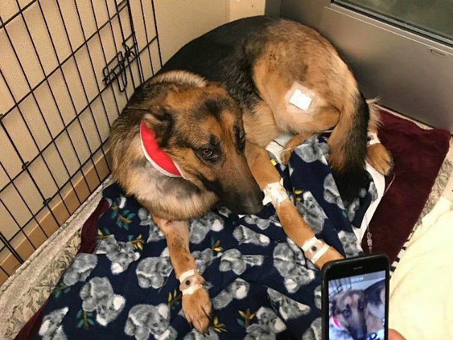 Hero Pup Who Got Shot Trying To Save His Family Finally Returns Home