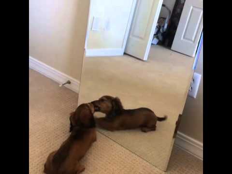 Riggs The Dachshund Finally Got To Play With His Best Friend - Himself!