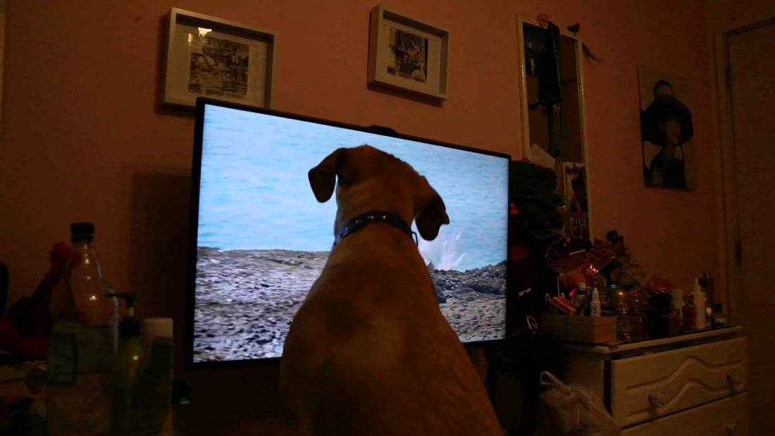 Rila The Labrador Watches DOGTV. See Her Reaction When She Sees A Fellow Labrador!