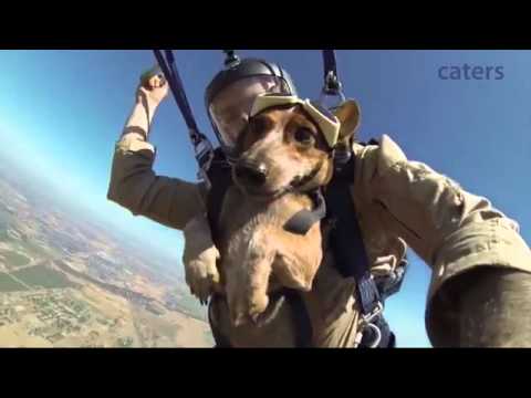 Riley The Dachshund Enjoys His First Skydive Trip! What A Daredevil! #IBelieveICanFly!