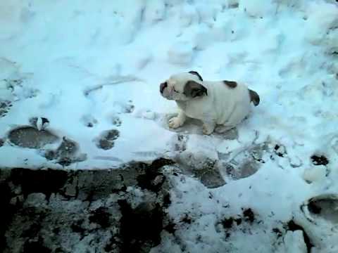 Rocco The English Bulldog Absolutely Loves The Snow! See How Happy He Looks!