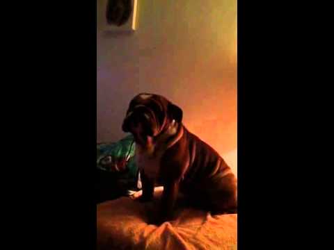 Rocco The English Bulldog Decides To Become A Singer, But Head Tilt First!