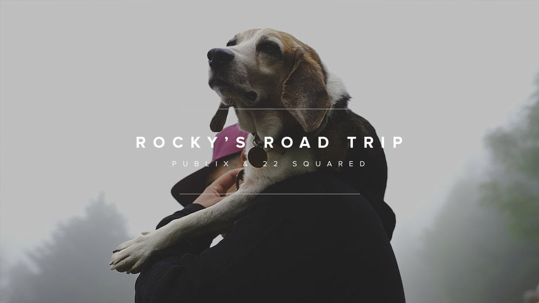 Rocky The Adorable Beagle Is All Set For His Long Road Trip With His Person!