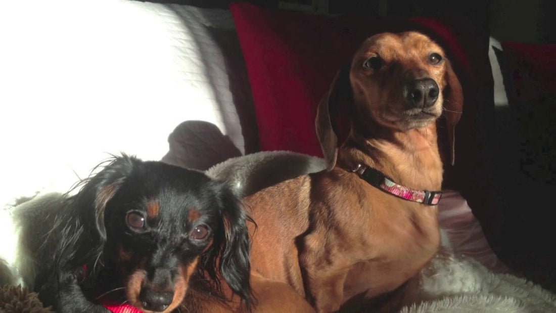 Rose And Ruby, Two Dachshund Pups Can't Wait When It's Time to Eat!