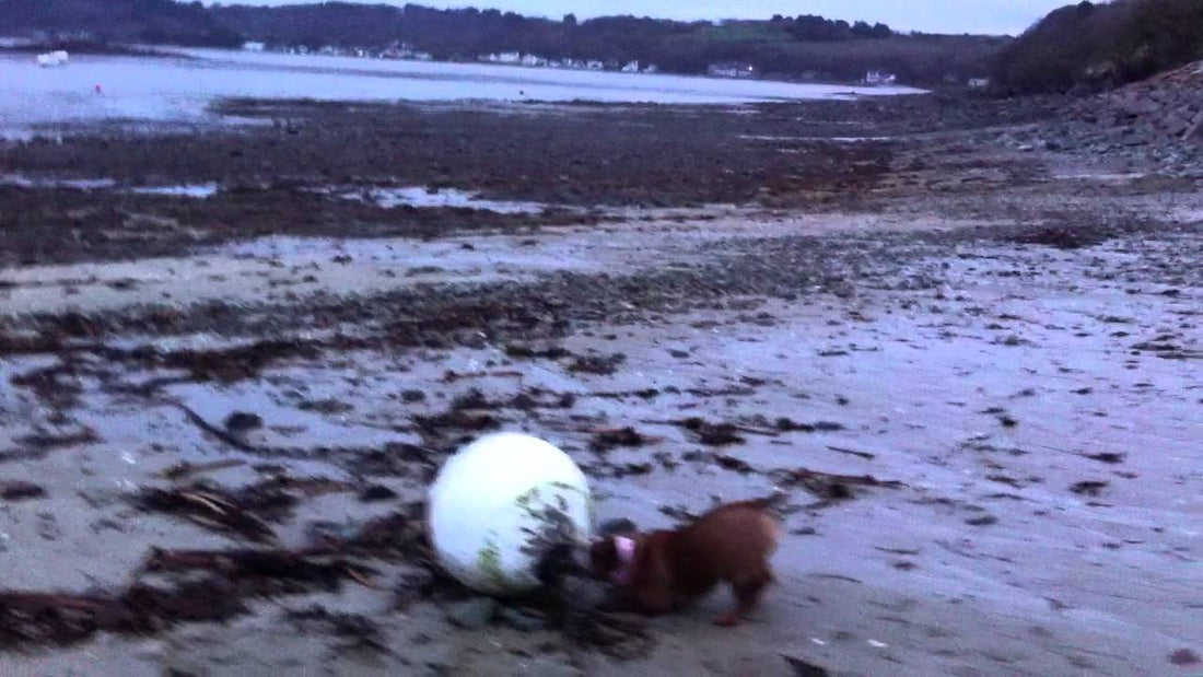 Rose The English Bulldog Went To A Beach, Her Experience? Detective-ish!