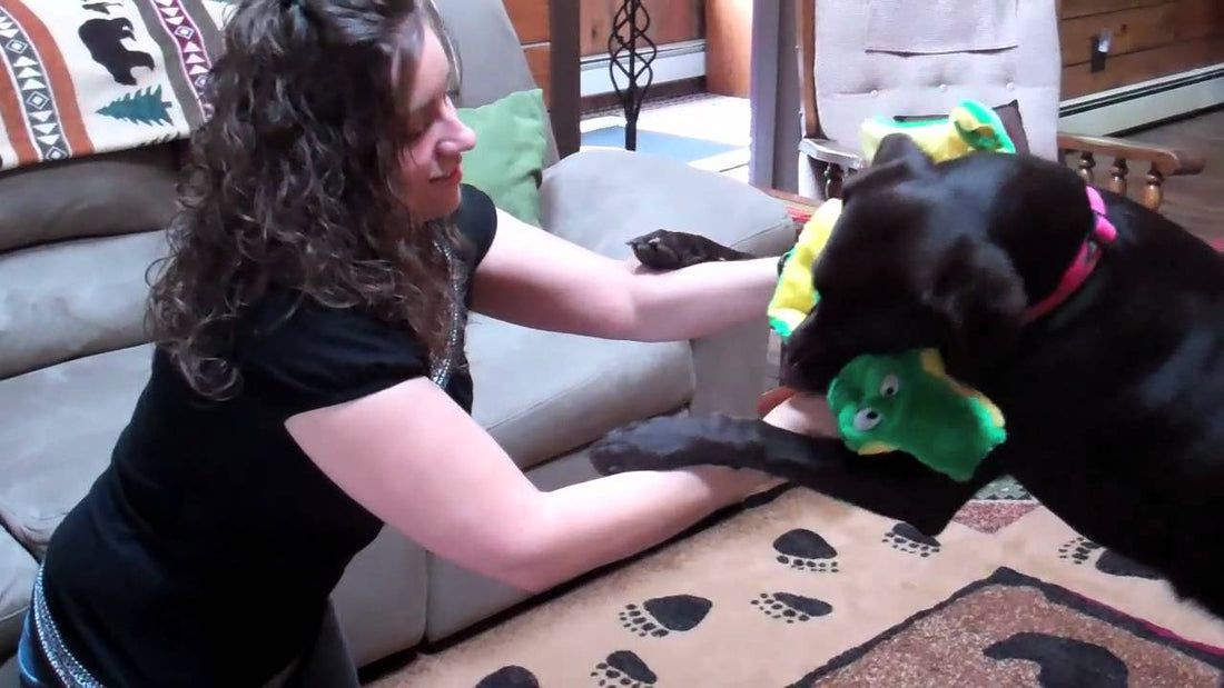 Roxy The Labrador Celebrates Her First Birthday Like A Princess!