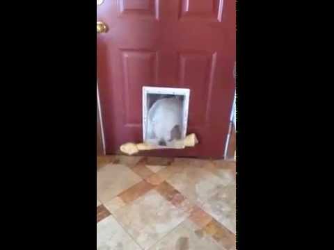 Russet The English Bulldog Couldn't Get Her Bone Through The Doggy Door, Then She Did This! #MindBlown