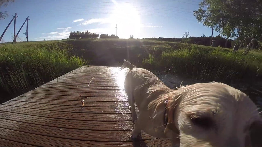 Sata The Golden Retriever Swims Like A Pro! He's Going To Blow Your Mind!