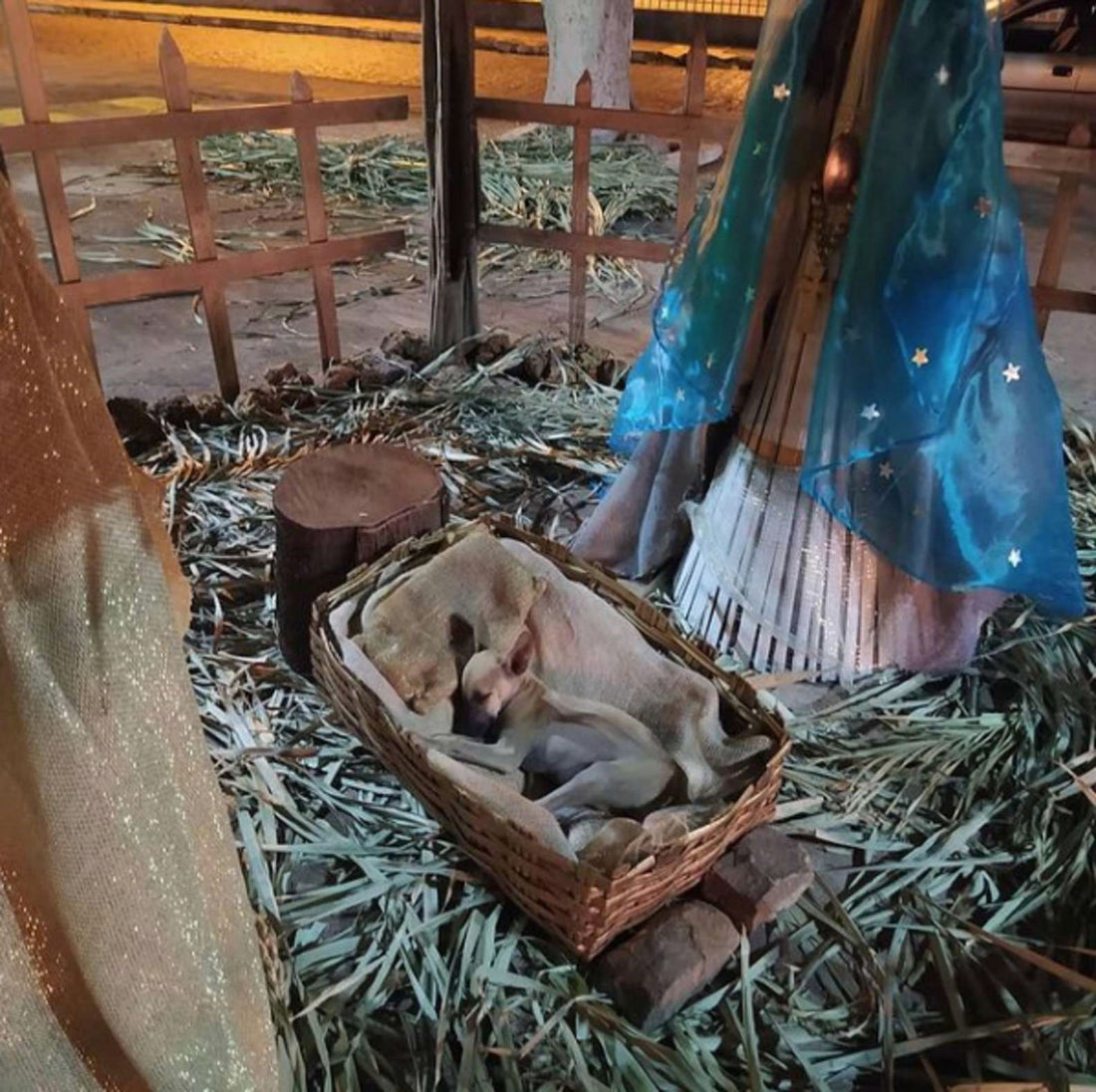 A Woof in a Manger!