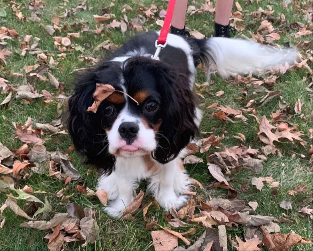 Good Boy Eats Mom's Lipstick And Is Pretty Proud Of What He's Done!