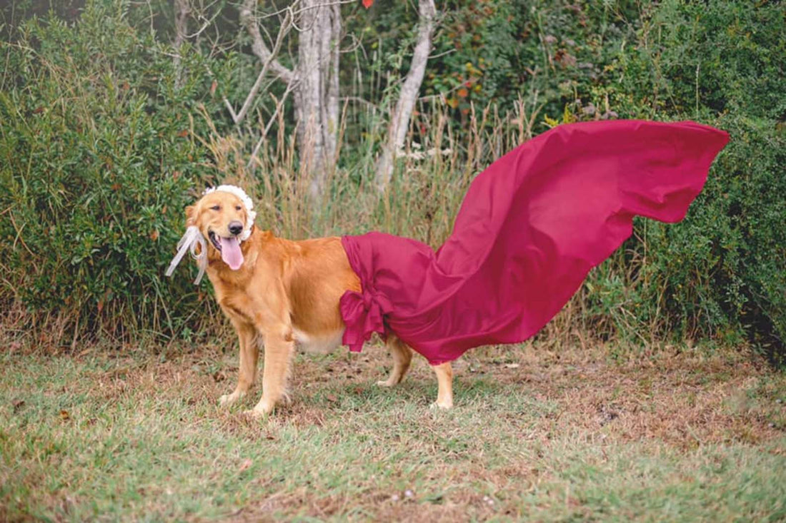 Rescue Dog Enjoys Spotlight While Modeling For Maternity Shoot