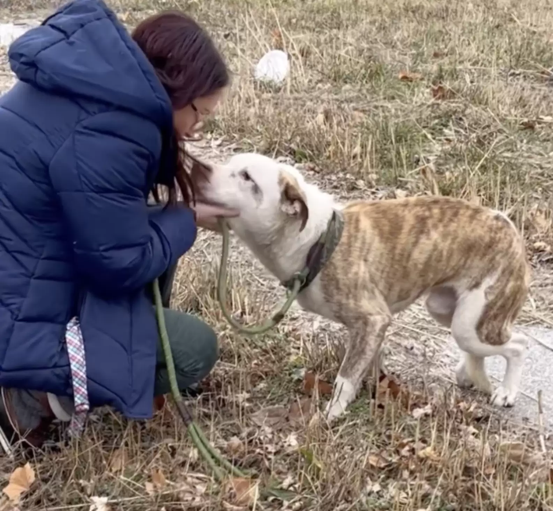 Limping Dog Goes from Freezing Streets to a Loving Shelter