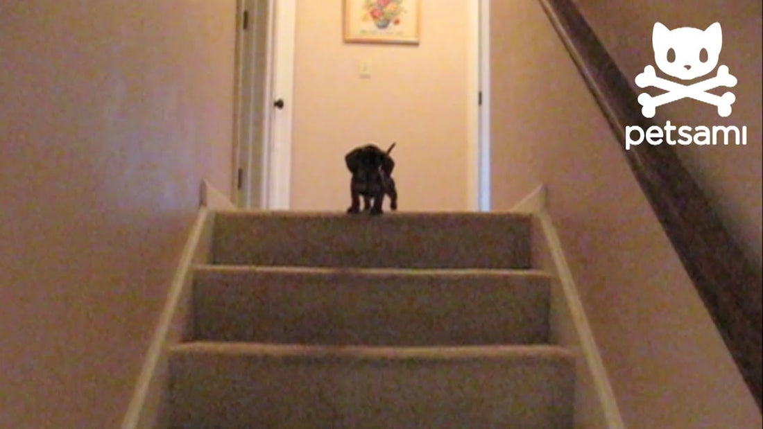 Scarlet, A Sweet Little Dachshund Pup Was Afraid To Climb Down The Stairs, Then Came Her Teacher!