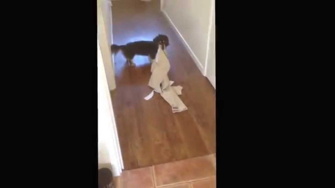 Schnitzel The Dachshund Is Currently Occupied. Playing With Laundry And Tennis Ball!