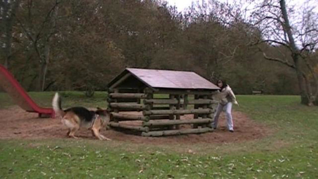 See Cooper The German Shepherd Pup's Favorite Game And It'll Remind You Of Something!