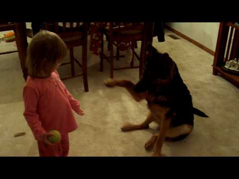 See How Baron The German Shepherd Learns Tricks From His Little Human! #DogsAreBeautiful