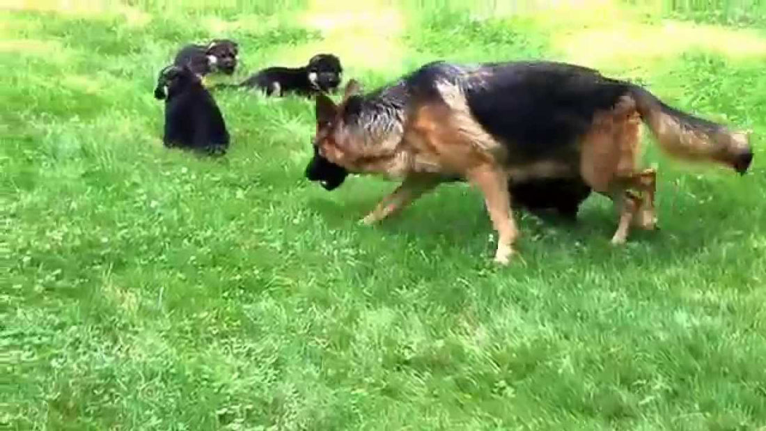 See How Much This German Shepherd Mom Loves Her Little Ones! #LoveInTheAir!