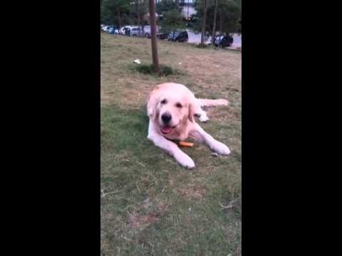 See How Rocky The Labrador Enjoys His Dogsee Chews! Adorable!