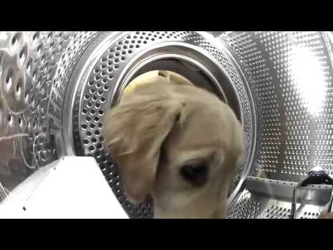 See How Simon The Golden Retriever Retrieves Her Favorite Teddy Bear!