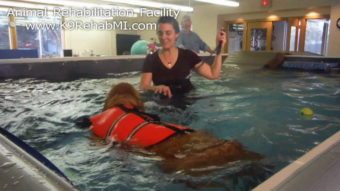 See How This Adorable Golden Retriever Conquers Her Fears!