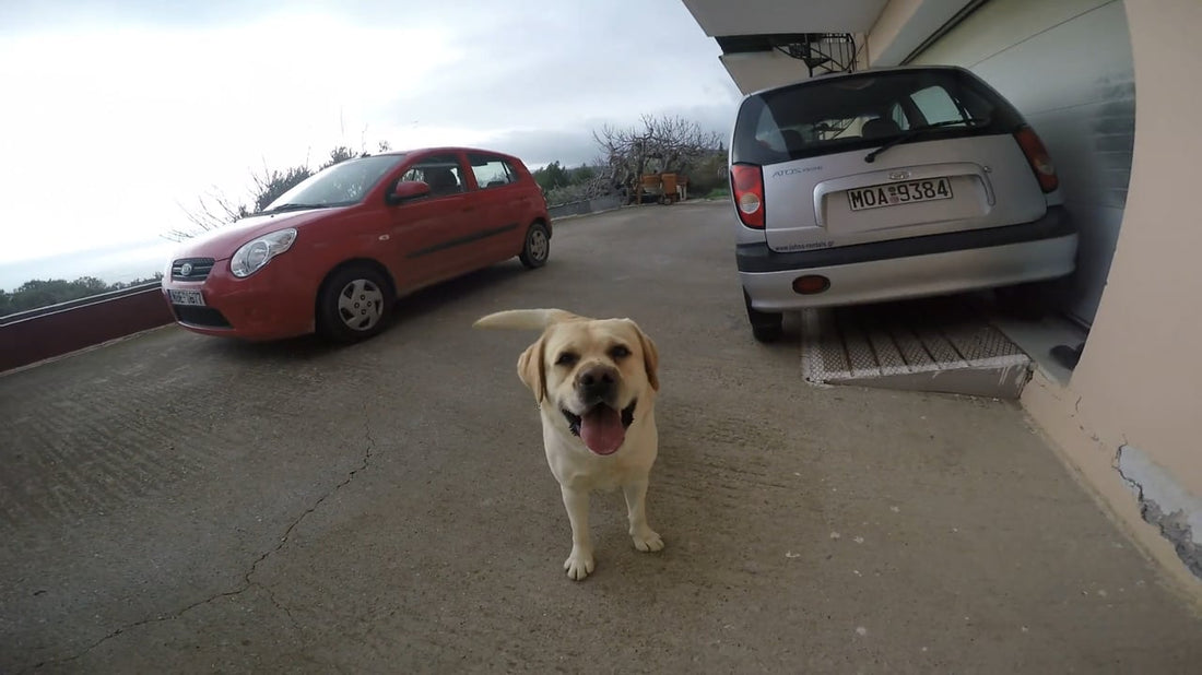Meet The Adorable 4 Year Old Labrador Who's Still As Hyper As A Puppy!