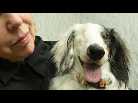 See This Dachshund? Nothing Can Prepare You For The Truth Behind His Life