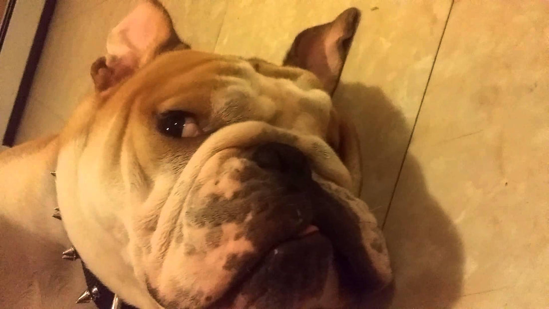 See This English Bulldog Playing Dead! It's The Most Adorable Video You'll See Today!