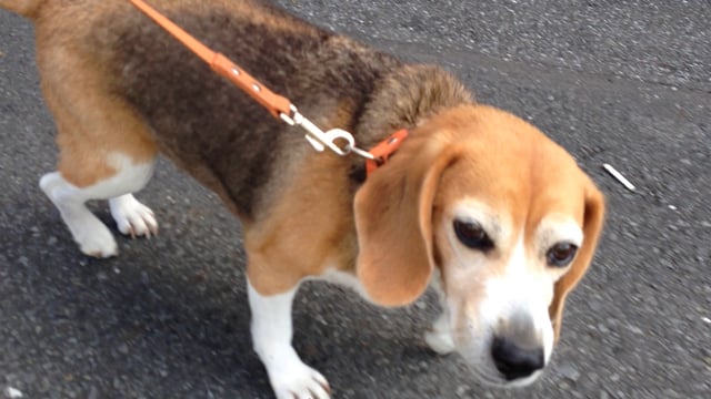 See What Happens When Adorable Beagle Spots His Treats!