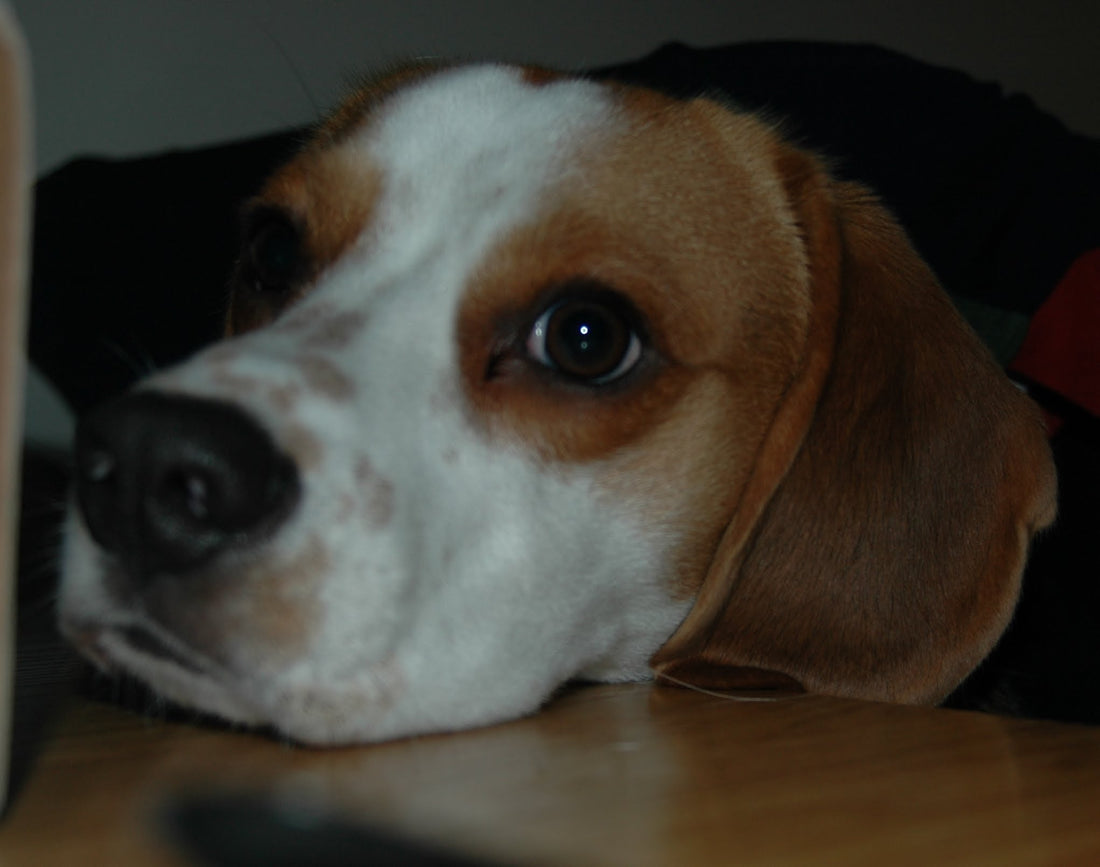 See What This Beagle Does When He's Home All Alone! You'll Be Surprised! #SuperAdorable!