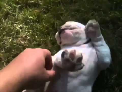 Seen An English Bulldog Enjoy Getting Tickled?! This Adorable Pup LOVES IT! #JustAdorable!