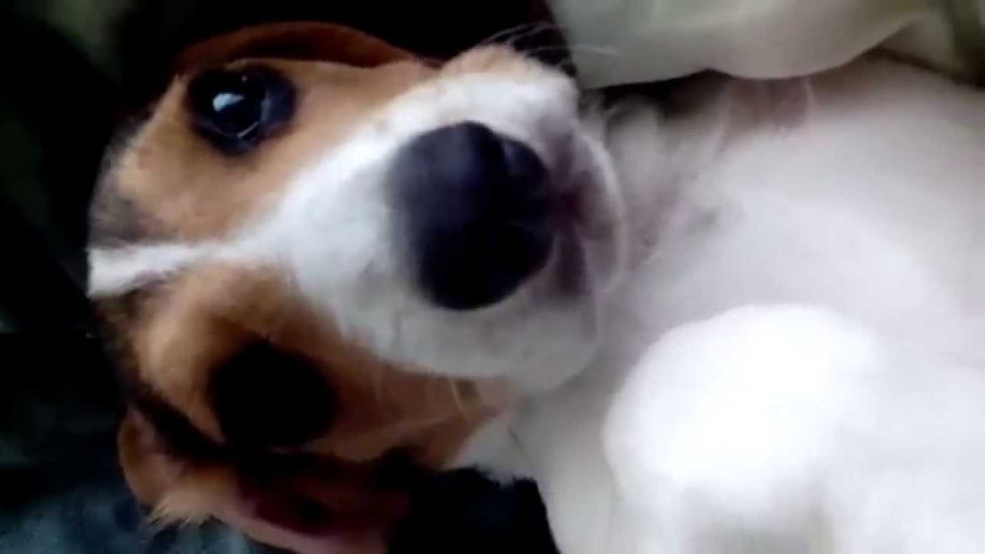 Seen The Most Adorable Beagle Yet? Here's Louie The Beagle With Those Adorable Puppy Eyes!